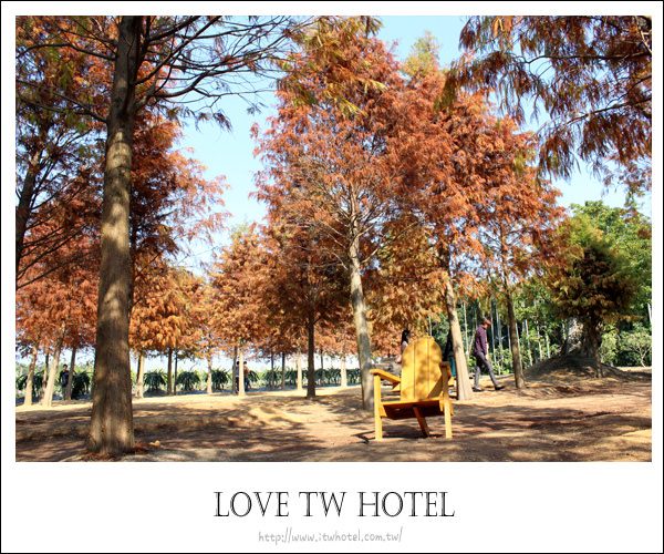 【南投景點】139縣道南投落羽松 ─近微熱山丘與星月天空