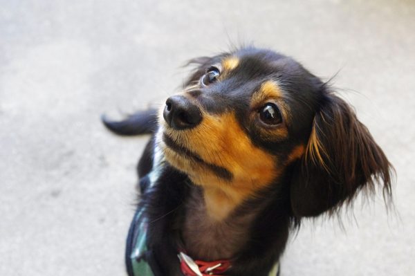 犬の膵炎の原因 症状と治療法を教えて 震えも初期症状 再発の可能性は Love Wanko