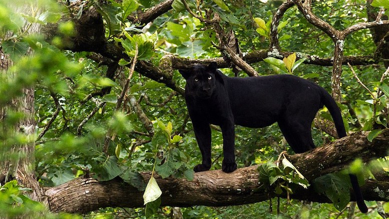 Blackleopard.jpeg?fit=300%2C169&ssl=1
