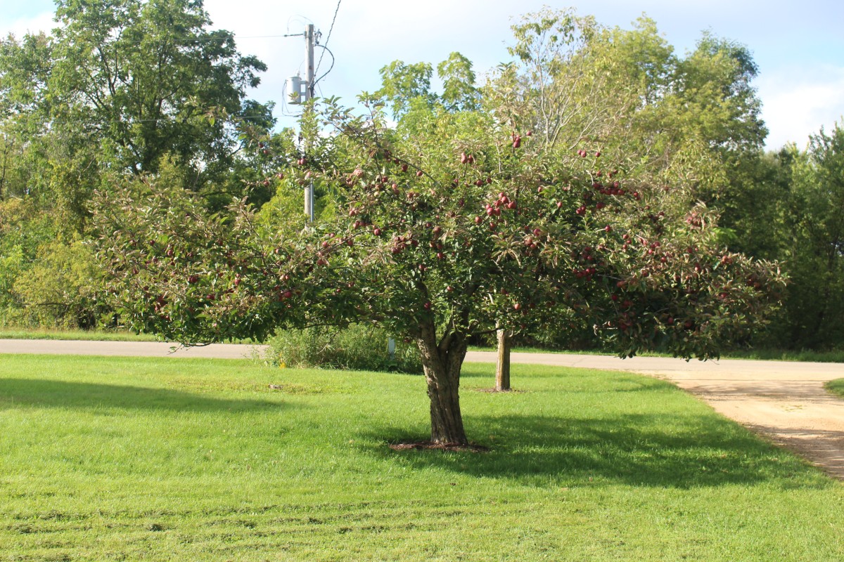 Red Apple Tree