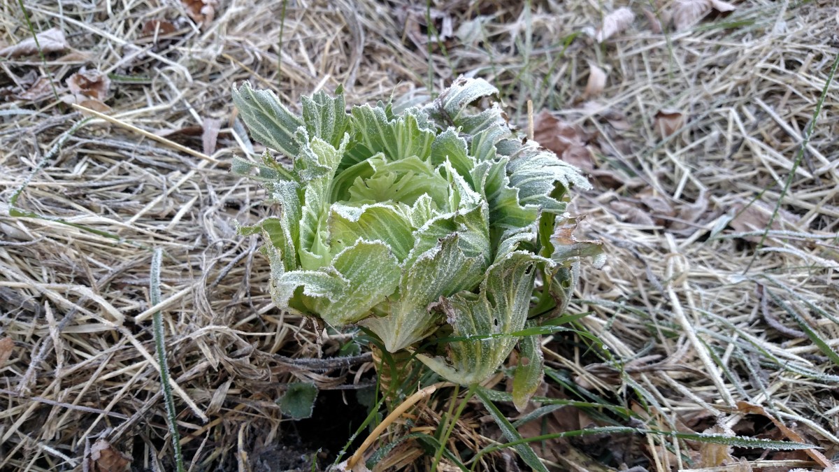 Cabbage