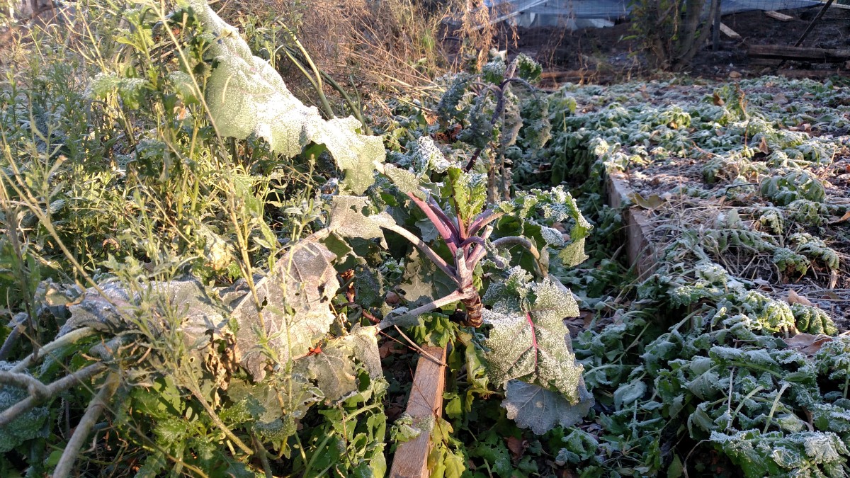 Kale