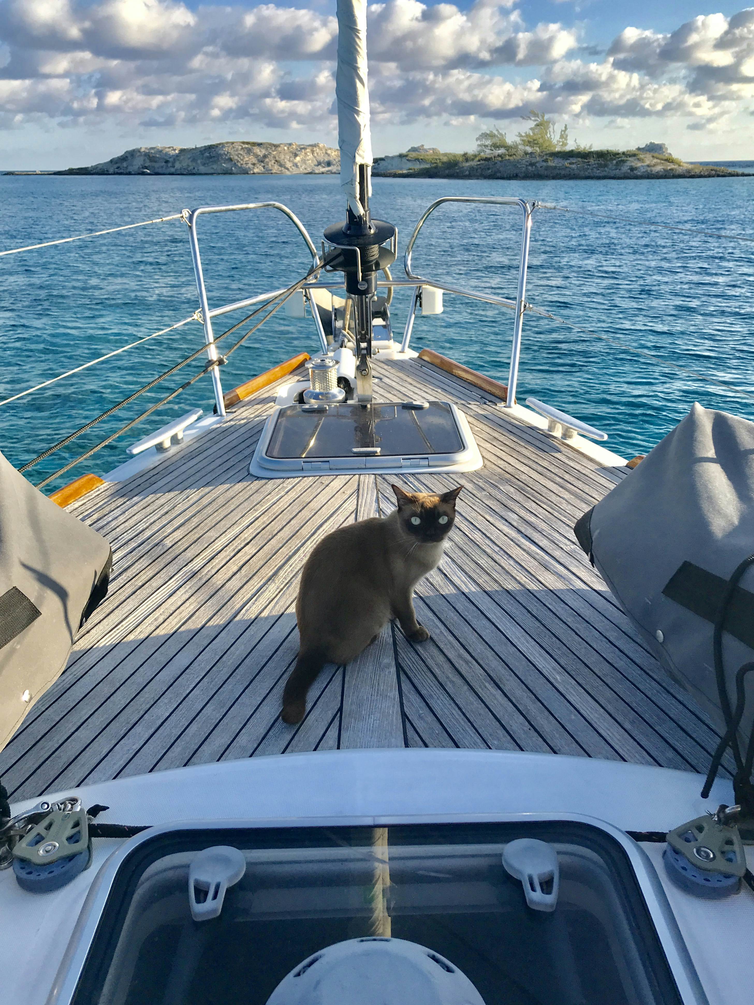Miss Rigby The Boat Kitty Is Travelling The World On A Yacht