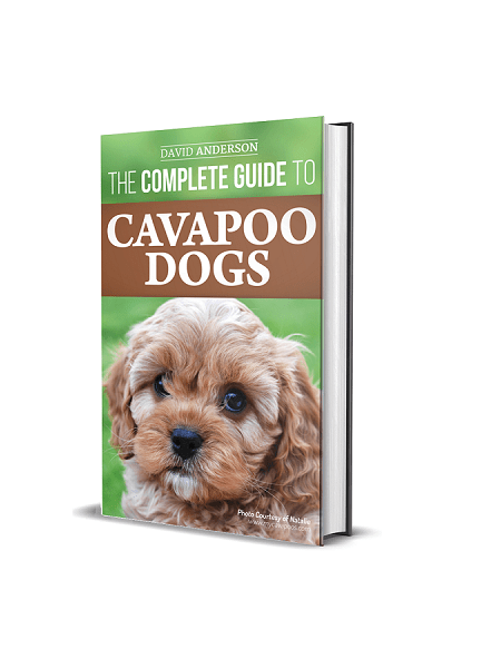 The Complete Guide to Cavapoo Dogs – LP Media