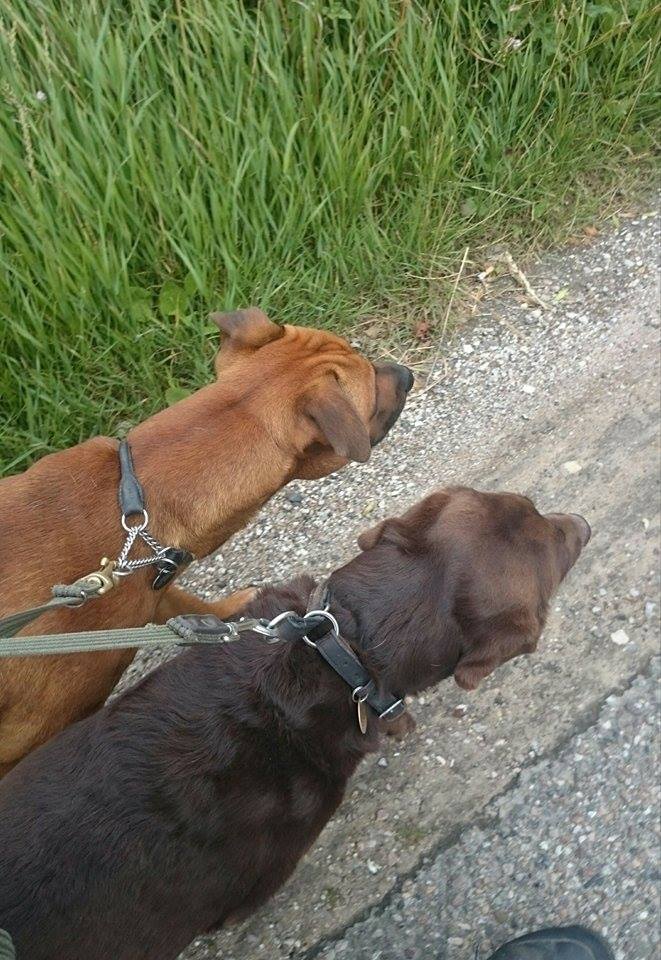 hunde