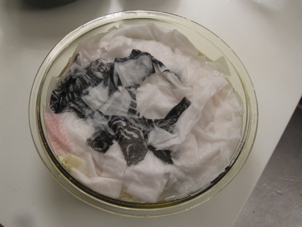 Ingredienser til hjemmelavet papmache pulp