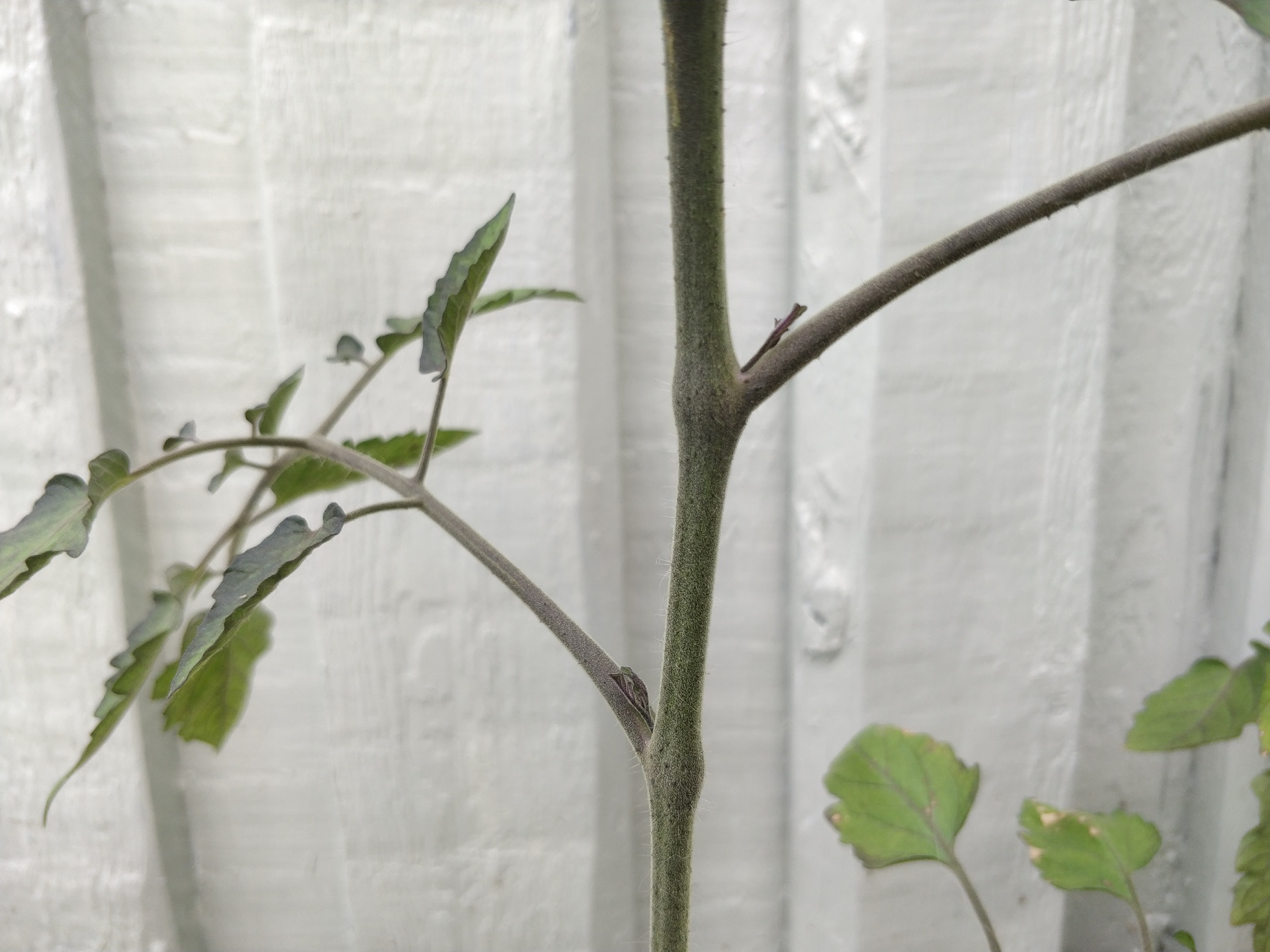 Pasning af tomatplanter!