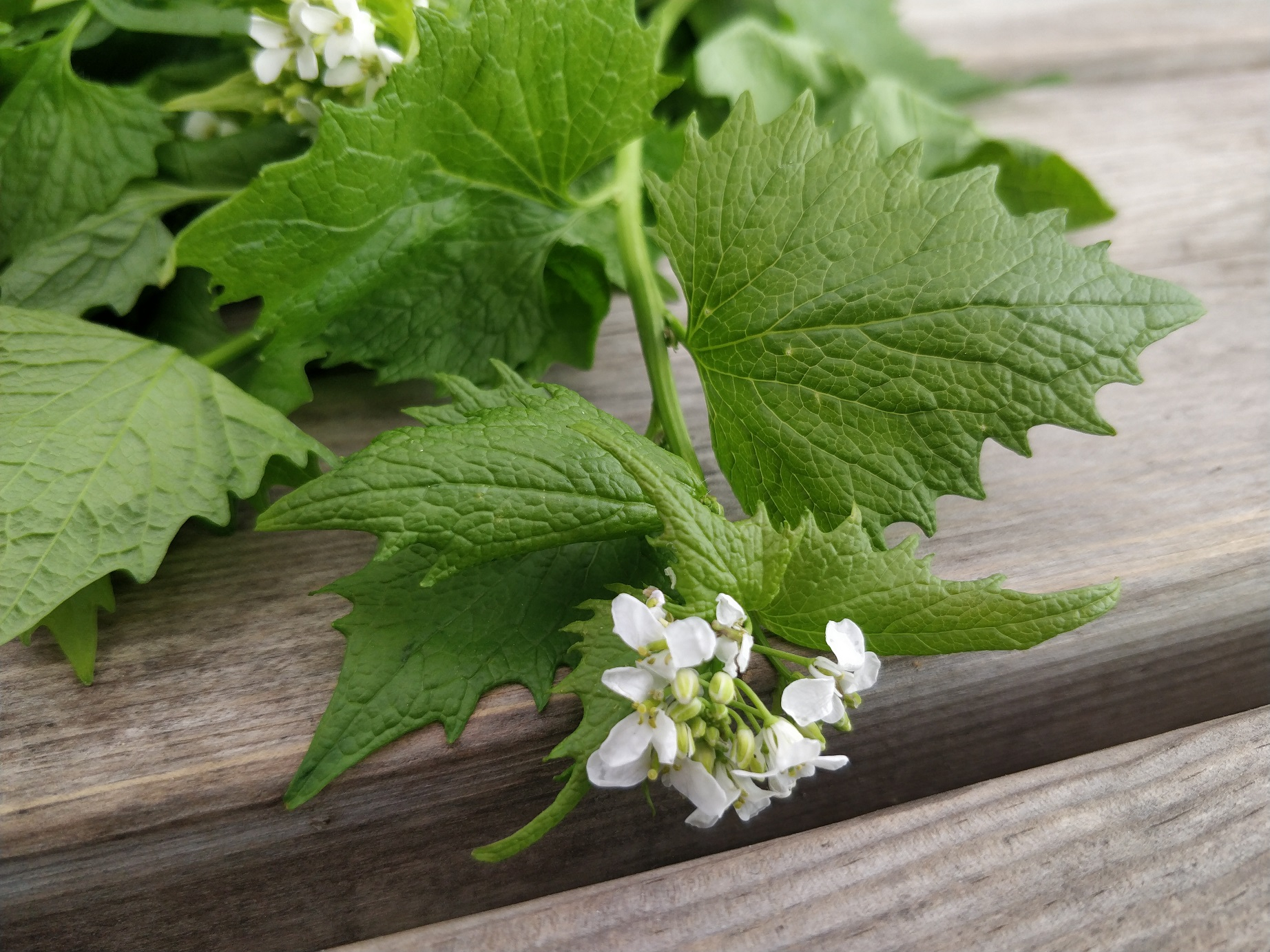 Løgkarse fra naturen kan bruges til urtesmør!