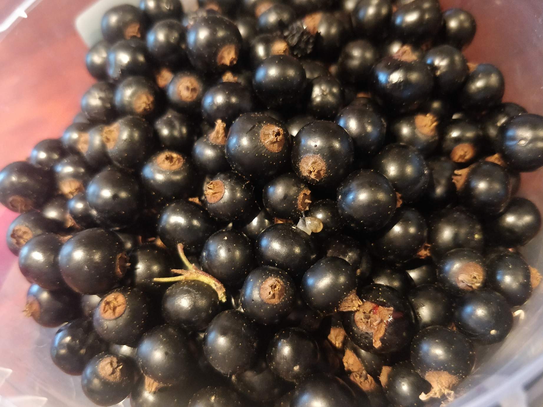 Solbær fra haven, til hjemmelavet solbærsirup, syltetøj og likør