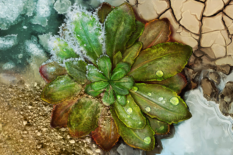 Revolutionary Global Experiment Reveals How Climate Change Shapes Plant Evolution Across 30 Unique Locations Revolutionary Global Experiment Reveals How Climate Change Shapes Plant Evolution Across 30 Unique Locations