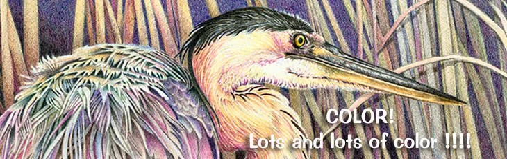Adult Coloring - Colored Pencil Application