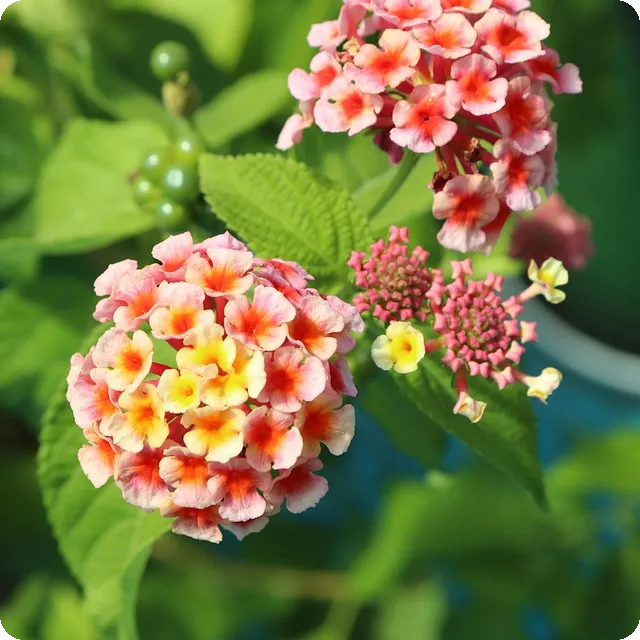 포스파티딜세린 효과와 섭취법 알아보기