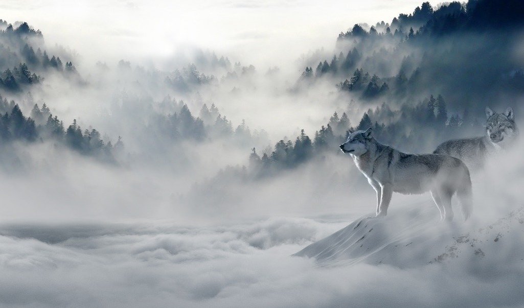 Twin Wolves