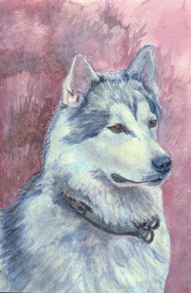 Alaskan Malamut Dog