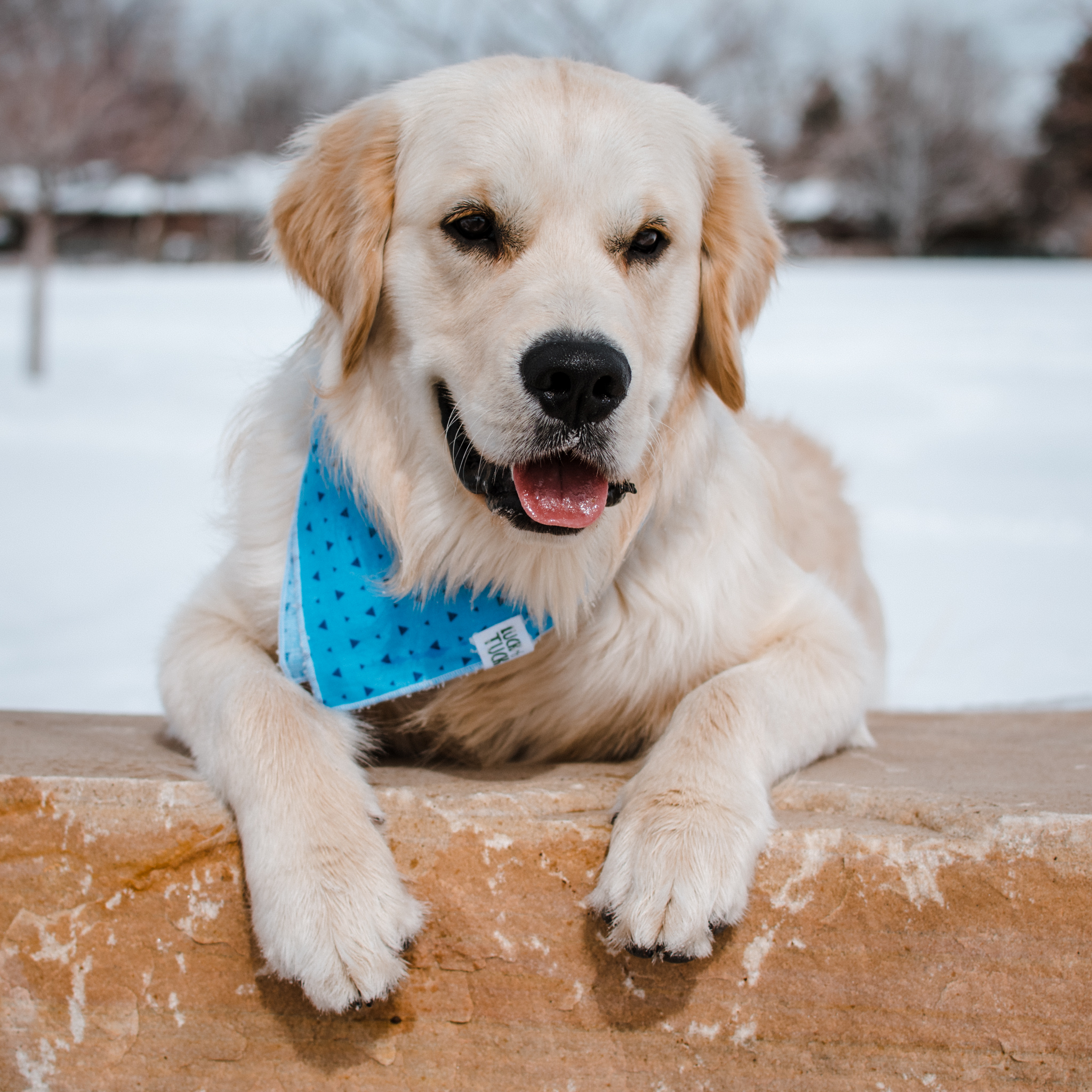 blue jays dog collar