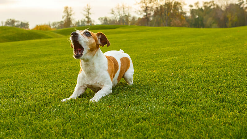 How to Train Your Dog to Not Bark at Strangers: Expert Tips