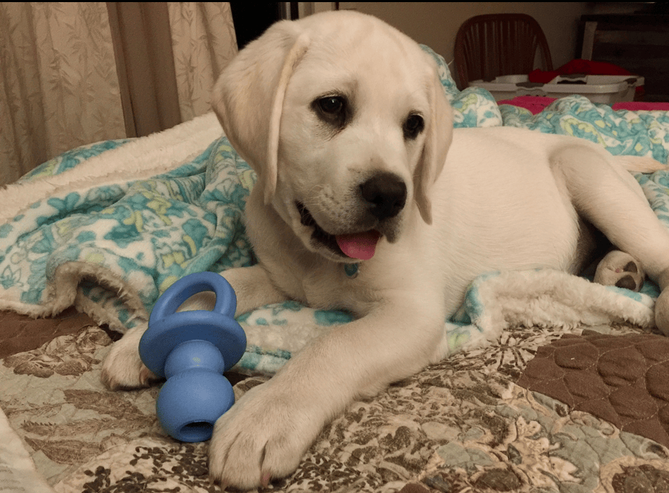 Puppy Deposit: Payment 1 of 3