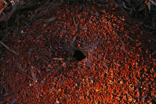 Red ant hill, Australian outback.