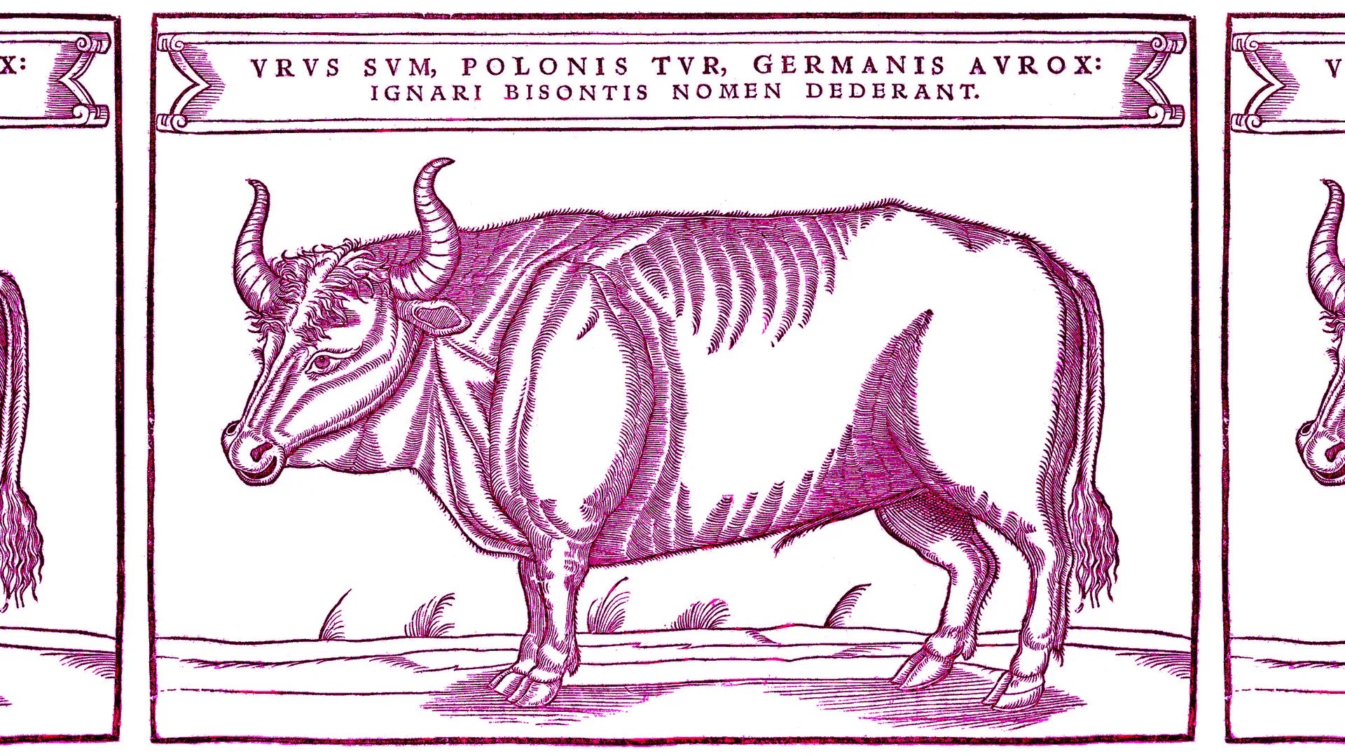 Colombini Sito