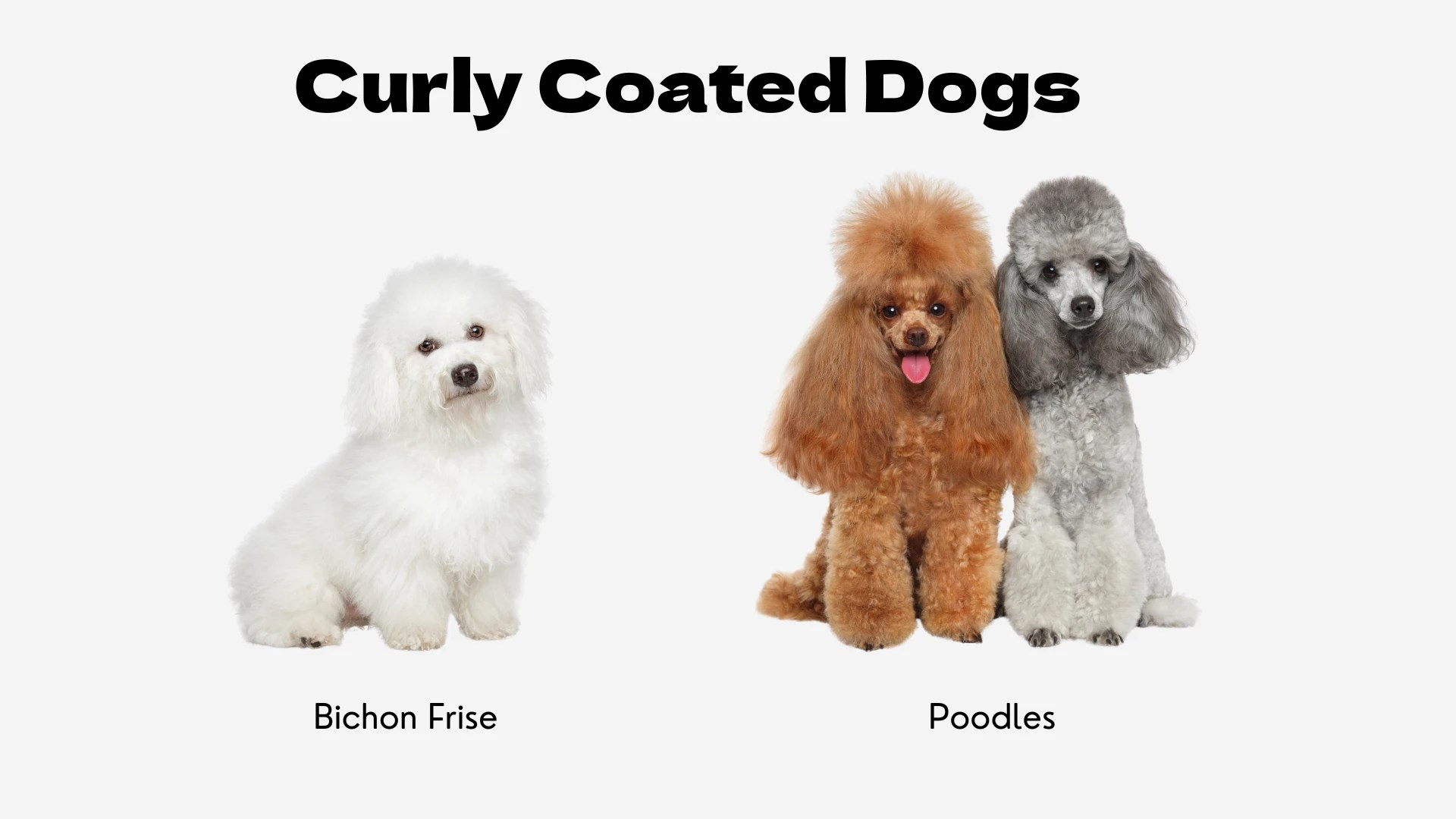 An infographic titled "Curly Coated Dogs" in bold black text. The image displays three dogs that exemplify this coat type, set against a plain white background. On the left is a fluffy, all-white Bichon Frise, sitting and looking at the viewer; its coat consists of soft, dense curls. To the right, two Poodles sit side-by-side. One is an apricot Poodle with its tongue out, and the other is a silver Poodle. Both have dense, curly hair styled in a classic poodle cut. The breeds are labeled "Bichon Frise" and "Poodles."