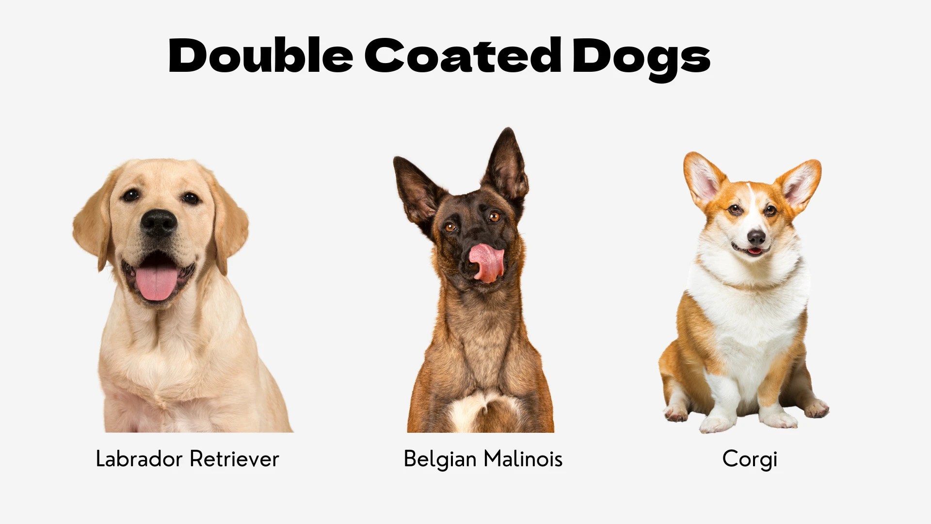 It showcases three popular breeds that possess this type of fur. From left to right, the image displays: a headshot of a happy yellow Labrador Retriever; a portrait of an alert Belgian Malinois with a black mask, licking its nose; and a full-body shot of a red and white Pembroke Welsh Corgi sitting attentively. Each dog is set against a white background with its breed name labeled below, providing clear examples of dogs with both a dense undercoat and a protective outer coat.