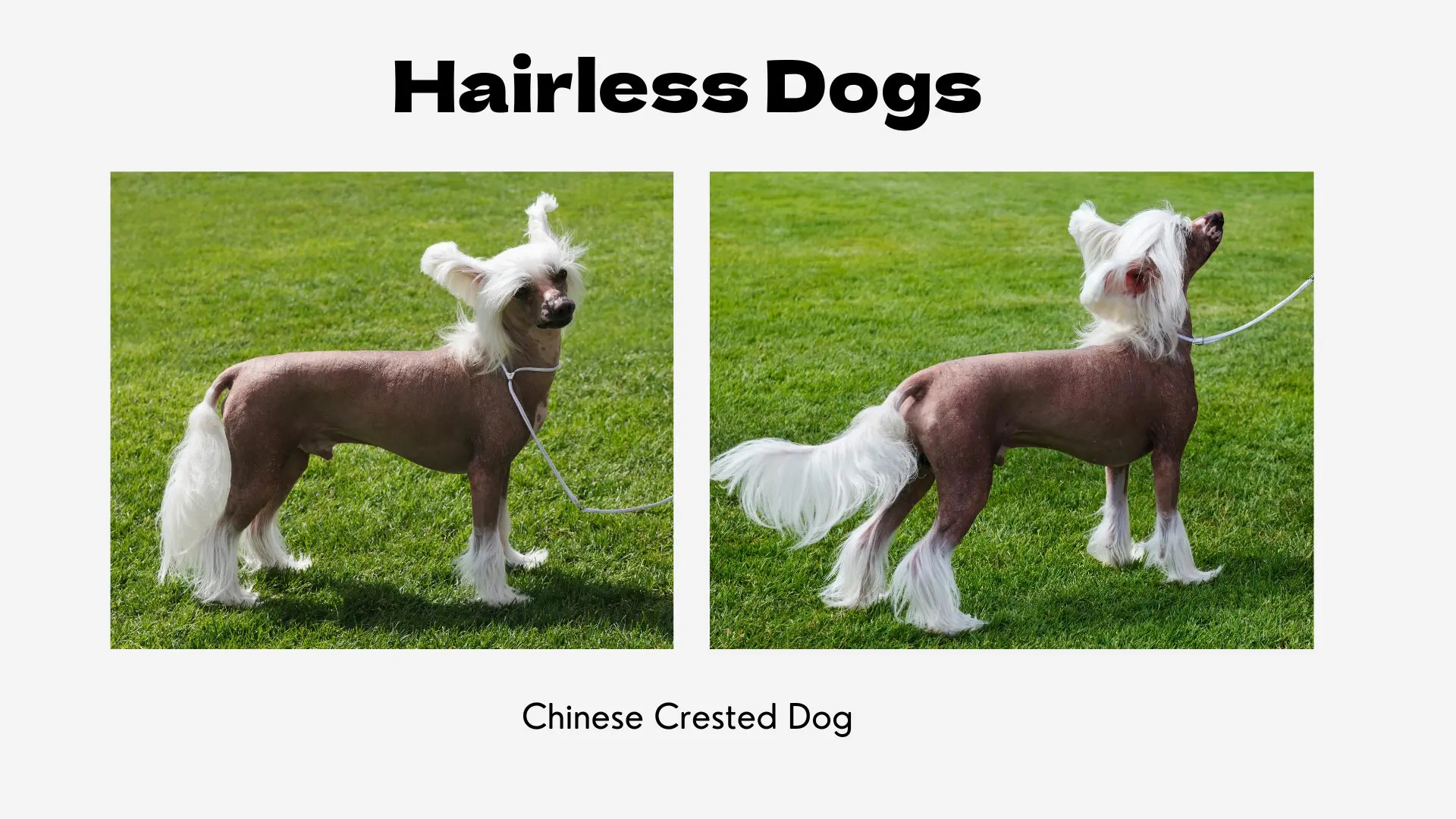 A graphic titled "Hairless Dogs." It features two photographs of a Chinese Crested Dog, a classic hairless breed, standing on a vibrant green lawn. The dog's body is mostly hairless with pink and grey spotted skin. It has distinctive long, white, silky hair on its head (crest), lower legs (socks), and tail (plume). The photo on the left shows the dog in profile, while the one on the right shows it from a three-quarter view. Below the images, the breed is identified as "Chinese Crested Dog."