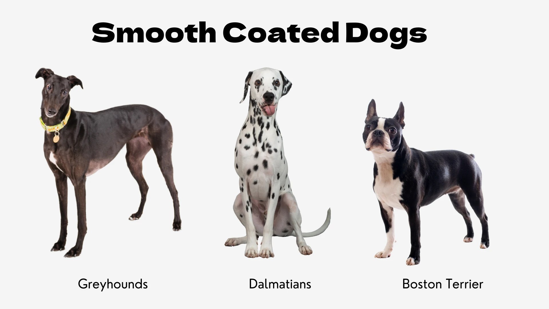 The image showcases three distinct dog breeds known for their sleek fur, set against a white background. On the left, a slender black Greyhound stands elegantly. In the center, a classic black-and-white spotted Dalmatian sits with its tongue out, looking playful. On the right, a compact and muscular black-and-white Boston Terrier stands alert. Below each dog, its breed name—"Greyhounds," "Dalmatians," and "Boston Terrier"—is clearly labeled, illustrating the smooth coat type.