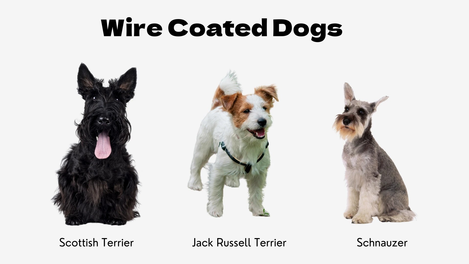An informational graphic titled "Wire Coated Dogs" in bold, black text. Below the title, three dog breeds are displayed side-by-side against a plain white background. From left to right, they are: a black Scottish Terrier sitting with its tongue out; a predominantly white wire-haired Jack Russell Terrier with brown patches on its face, standing with a happy expression; and a salt-and-pepper Schnauzer sitting attentively. Each dog is a classic example of a wire coat texture, and their respective breed names are printed underneath each image.