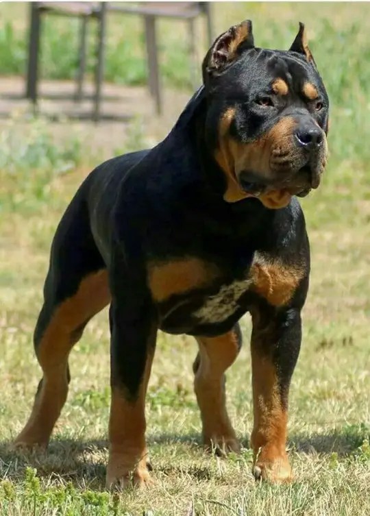 Dog breeders rottweiler and cane corso in nigeria