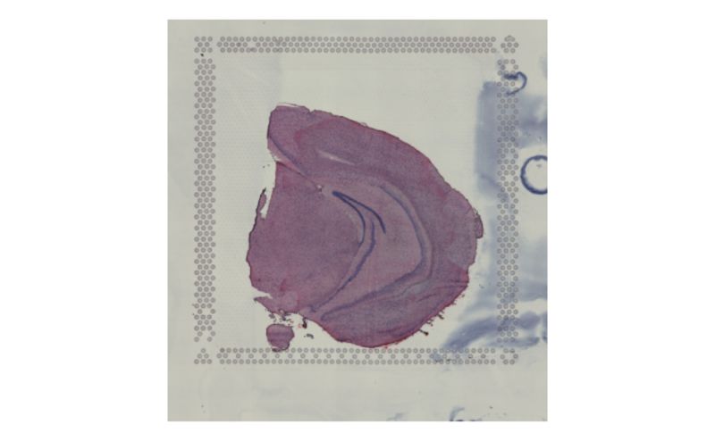 Plot H E Images Imageplot Semla - Space Image Collection - Desktop Quality