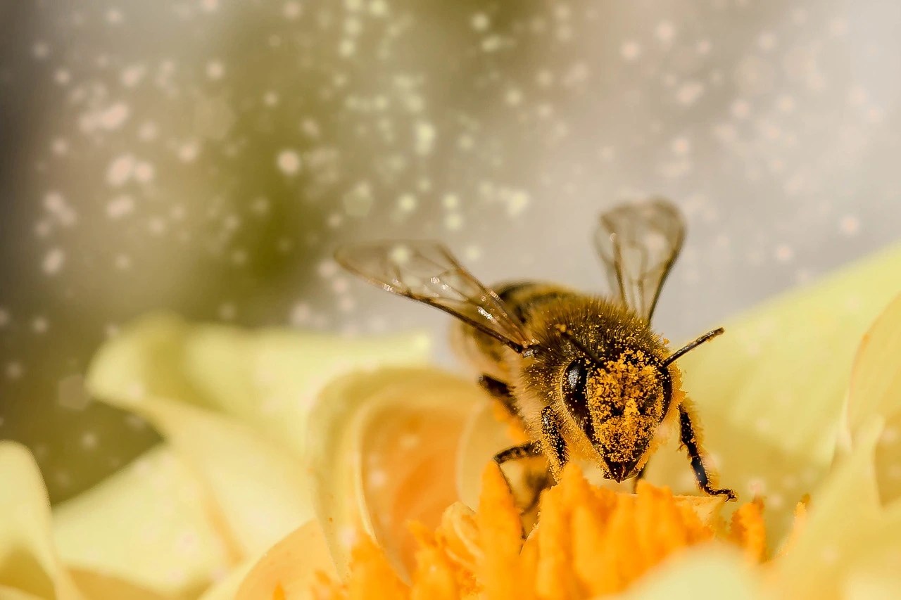 Lire la suite à propos de l’article L’impressionnante vie des abeilles