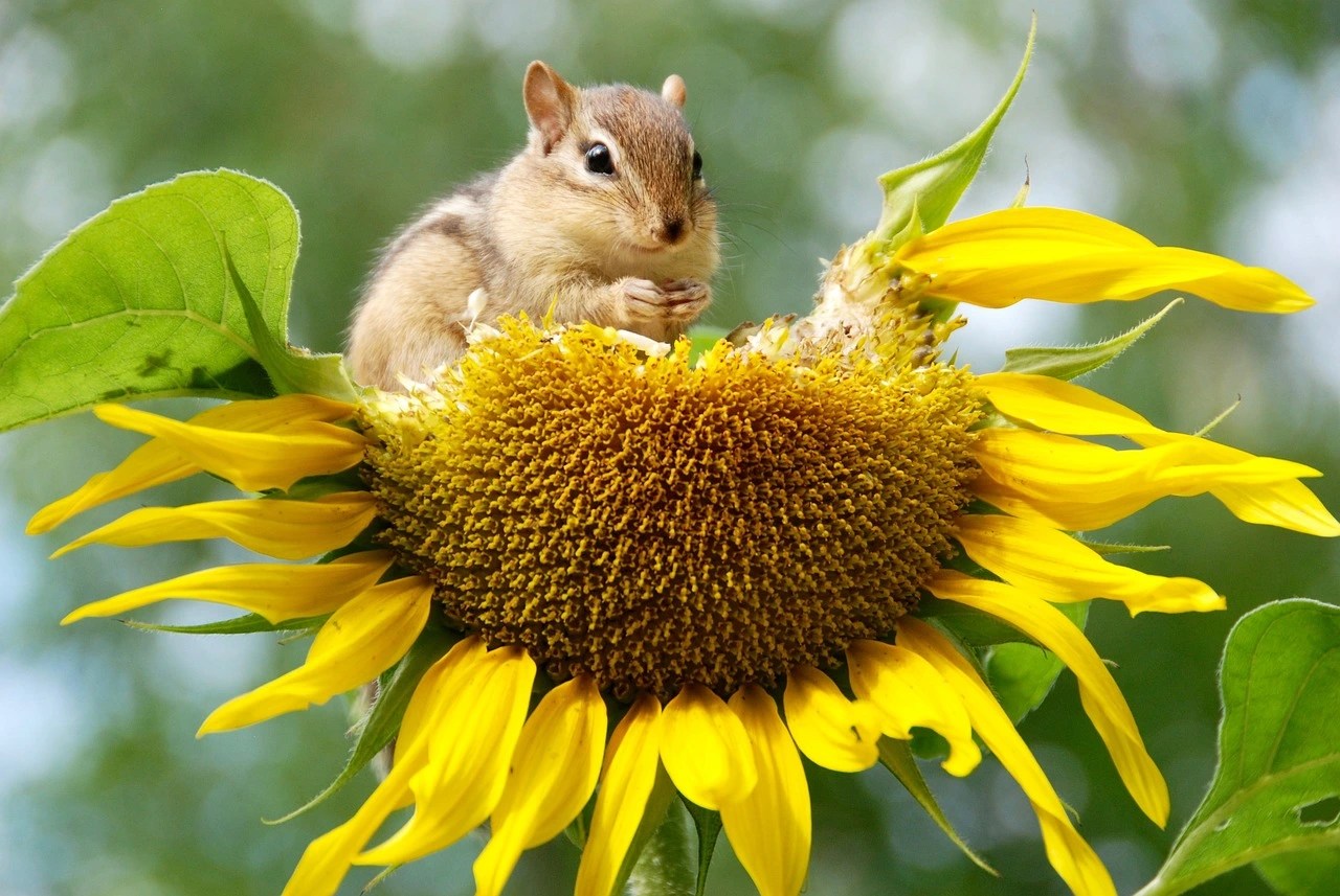Lire la suite à propos de l’article L’importance de la biodiversité