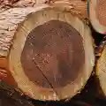 cedro