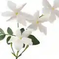 hediona