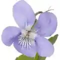 violeta