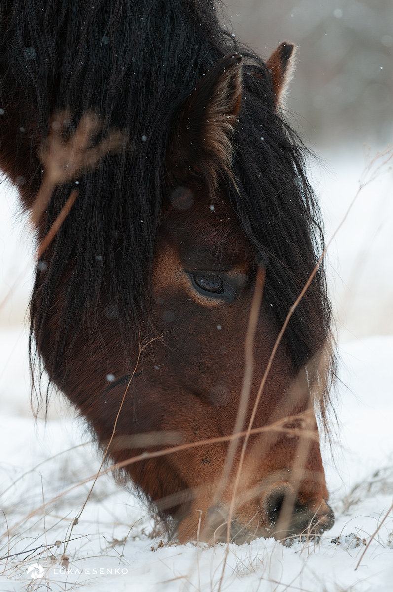 Wild horses in Bosnia-Herzegovina
