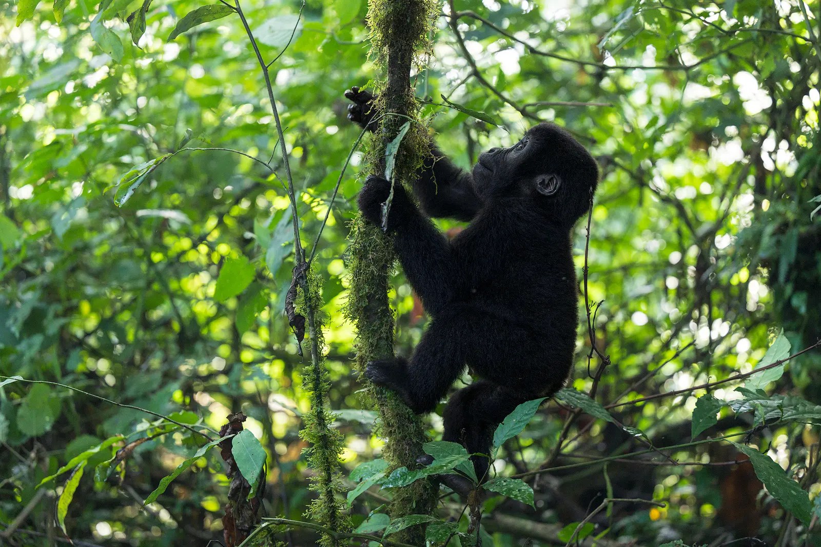 Juvenile mountain gorilla, Bwindi Impenetrable National Park