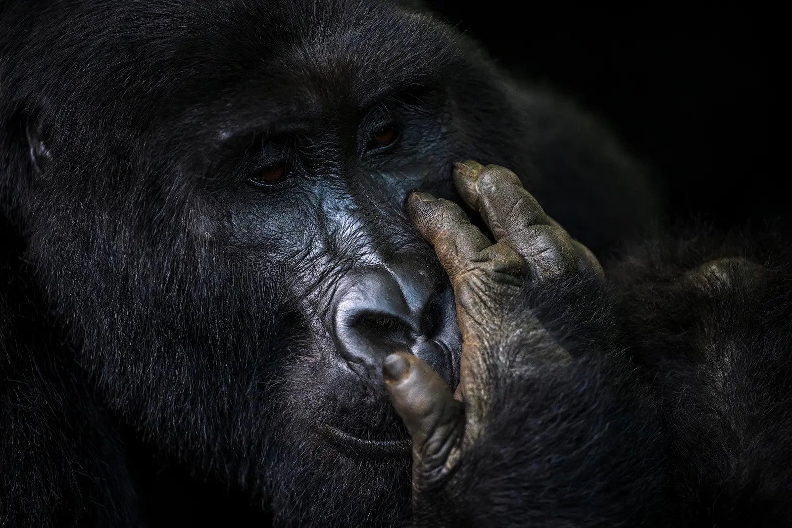 Close portrait of a mountain gorilla in Bwindi Impenetrable National Park, Uganda
