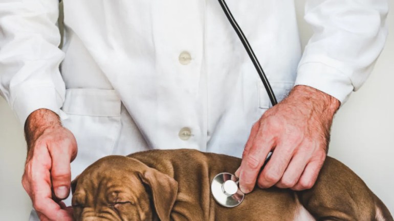 um cão sendo examinado por um médico veterinário com suspeita de pancreatite