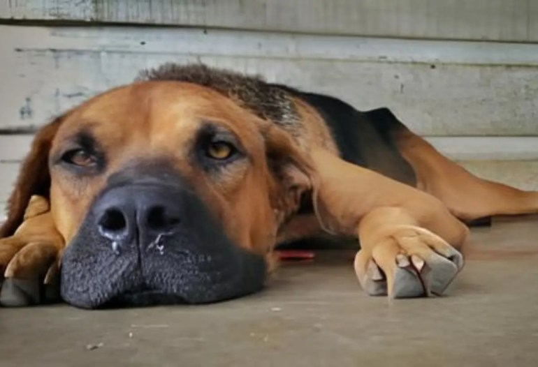 Um cachorro doente.