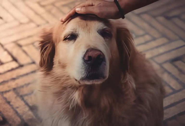 Um cachorro adolescente.