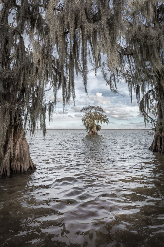 Grove Of Pine Trees In Washington Parish Louisiana In 1958 Louisiana Digital Library
