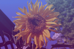gradient lunapic editor tool