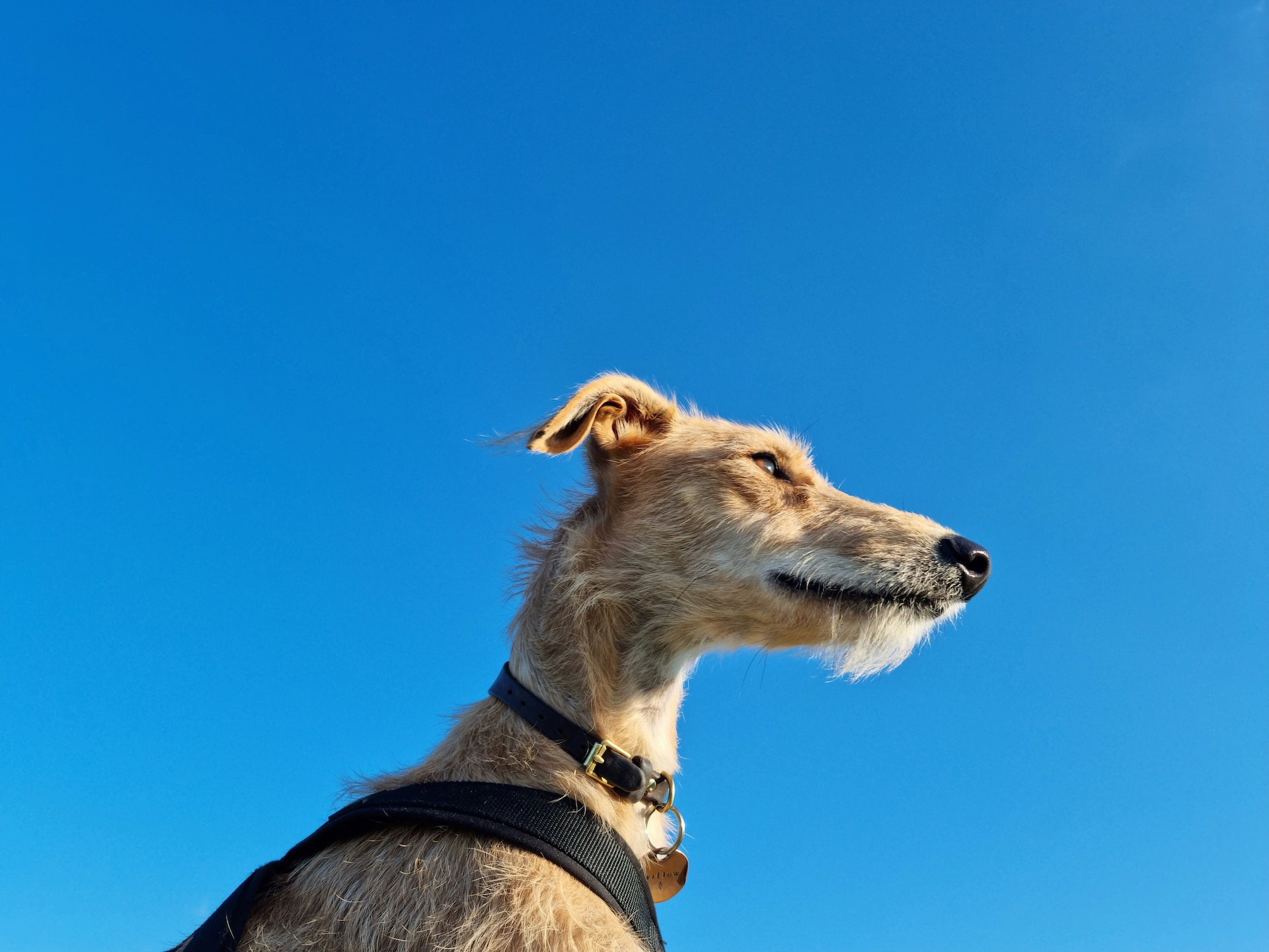 Exercising your lurcher