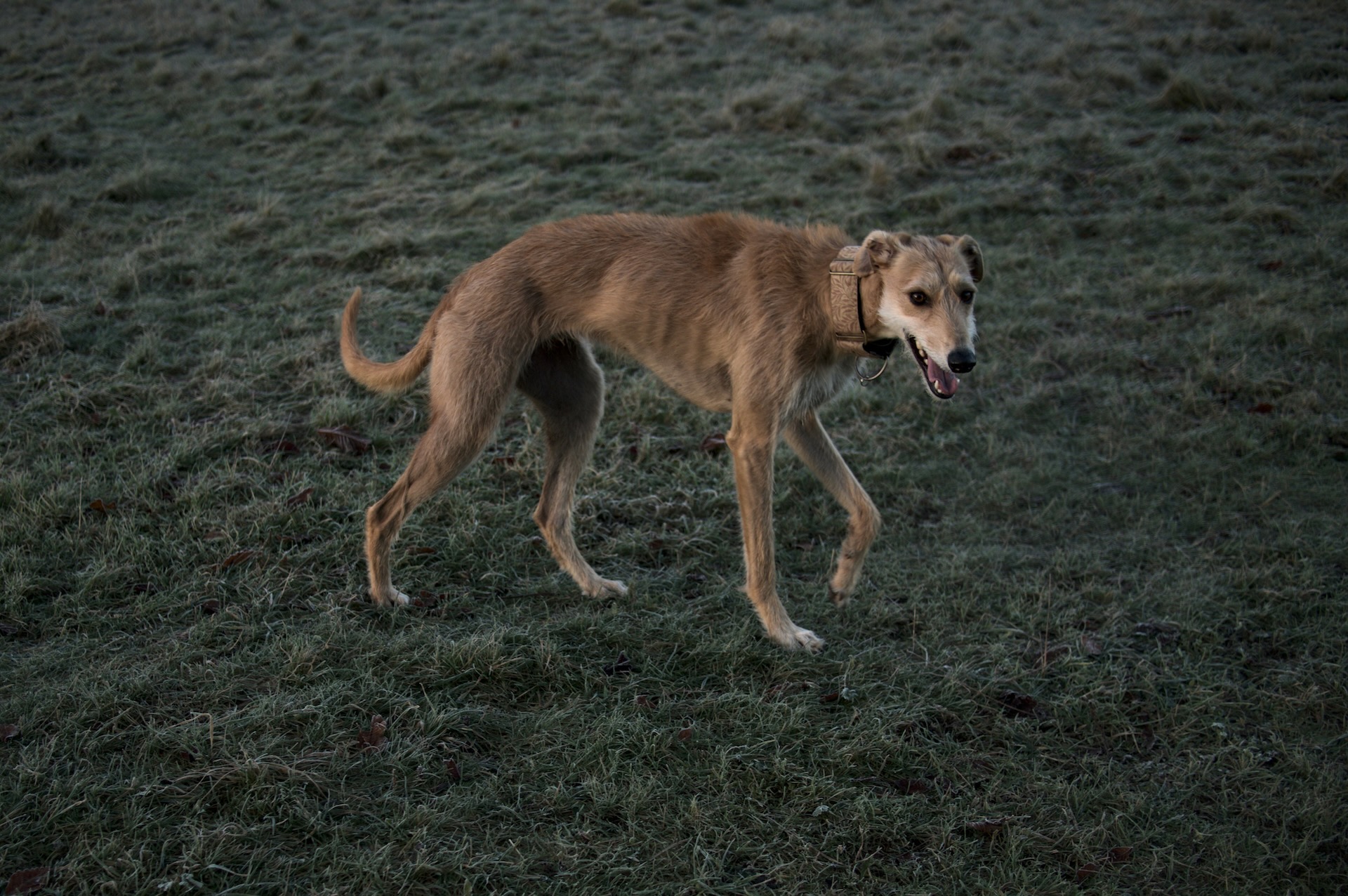 Why You Need a High Fence for a Greyhound or Lurcher