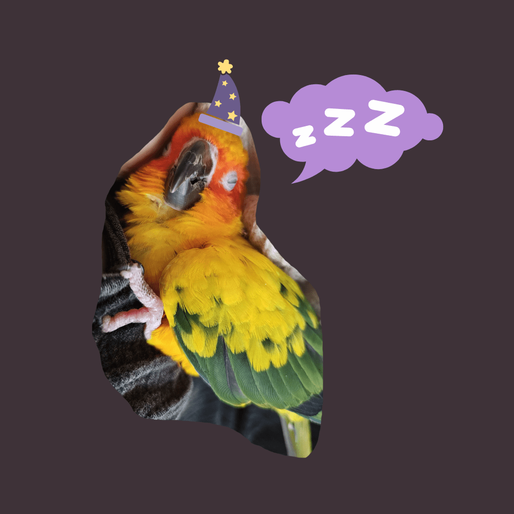 How I Taught My Parrot to Snuggle