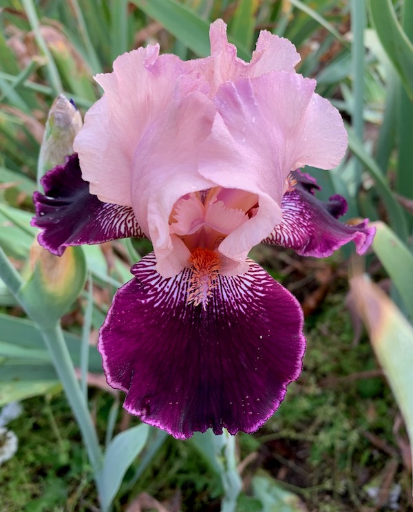 Light Rose/ Raspberry