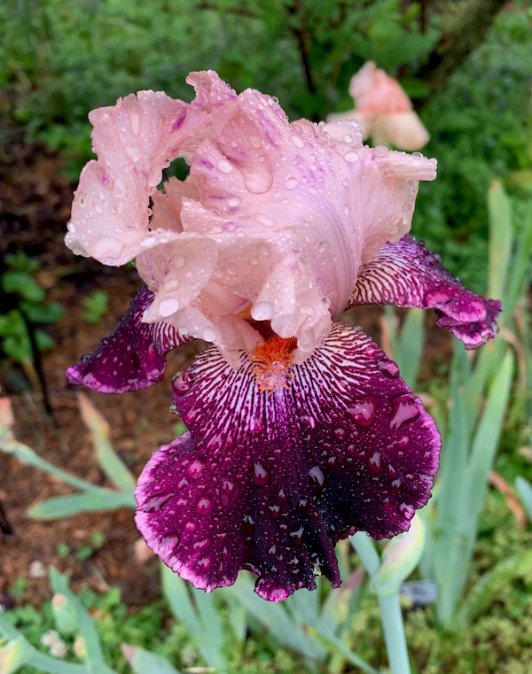 Light Rose/Raspberry