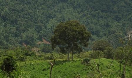 Looking towards the site of the old Miruru village, on the far side of the Liwagu River, with the mountain behind it.