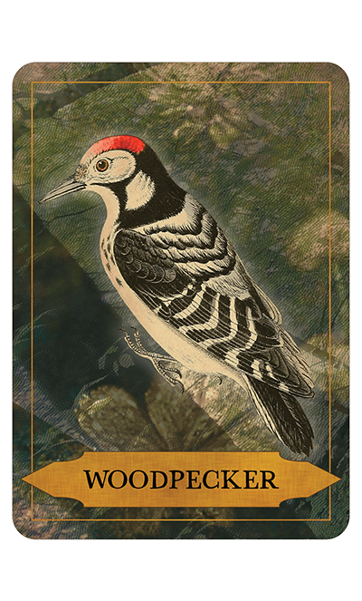 badger